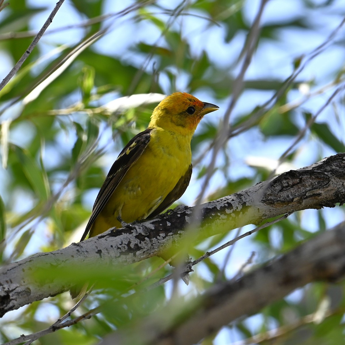 Western Tanager - Ronnie Reed