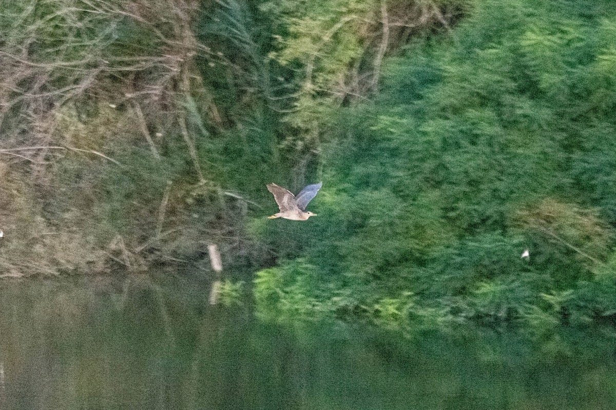 Black-crowned Night Heron - ML622107622