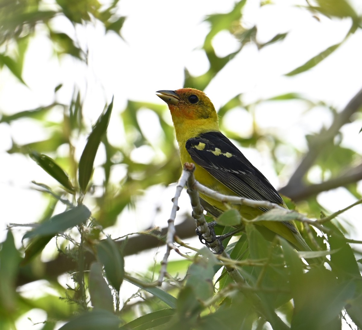Western Tanager - ML622107624