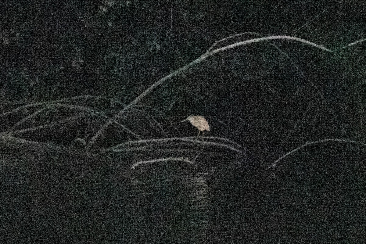 Squacco Heron - Jean-Daniel Fiset