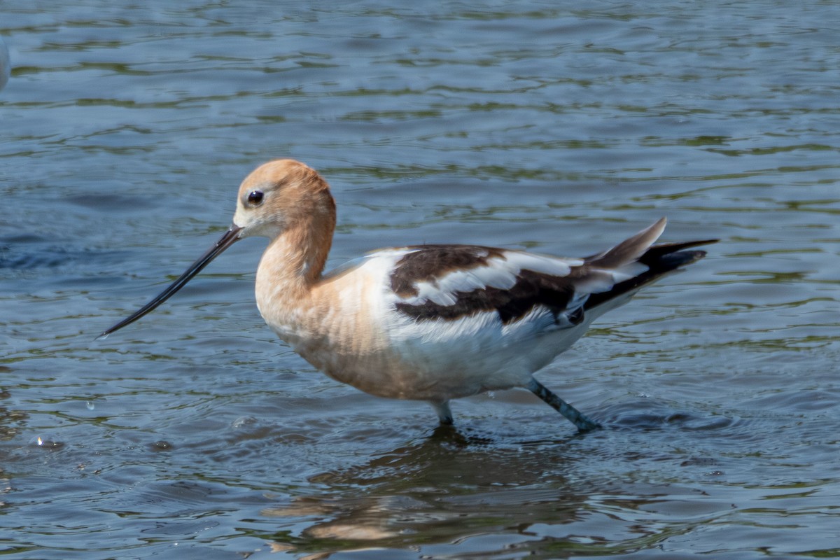 Avocette d'Amérique - ML622107627