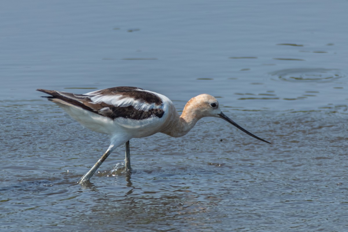 Avocette d'Amérique - ML622107628