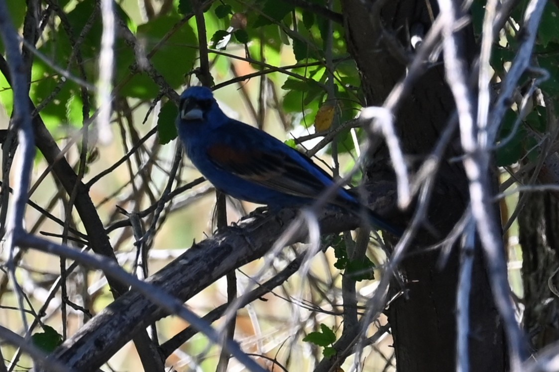 Guiraca bleu - ML622107634