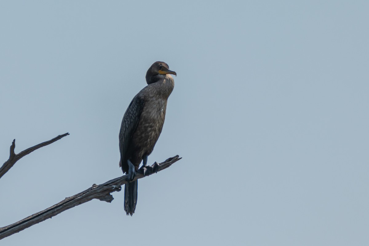 Cormoran à aigrettes - ML622107635