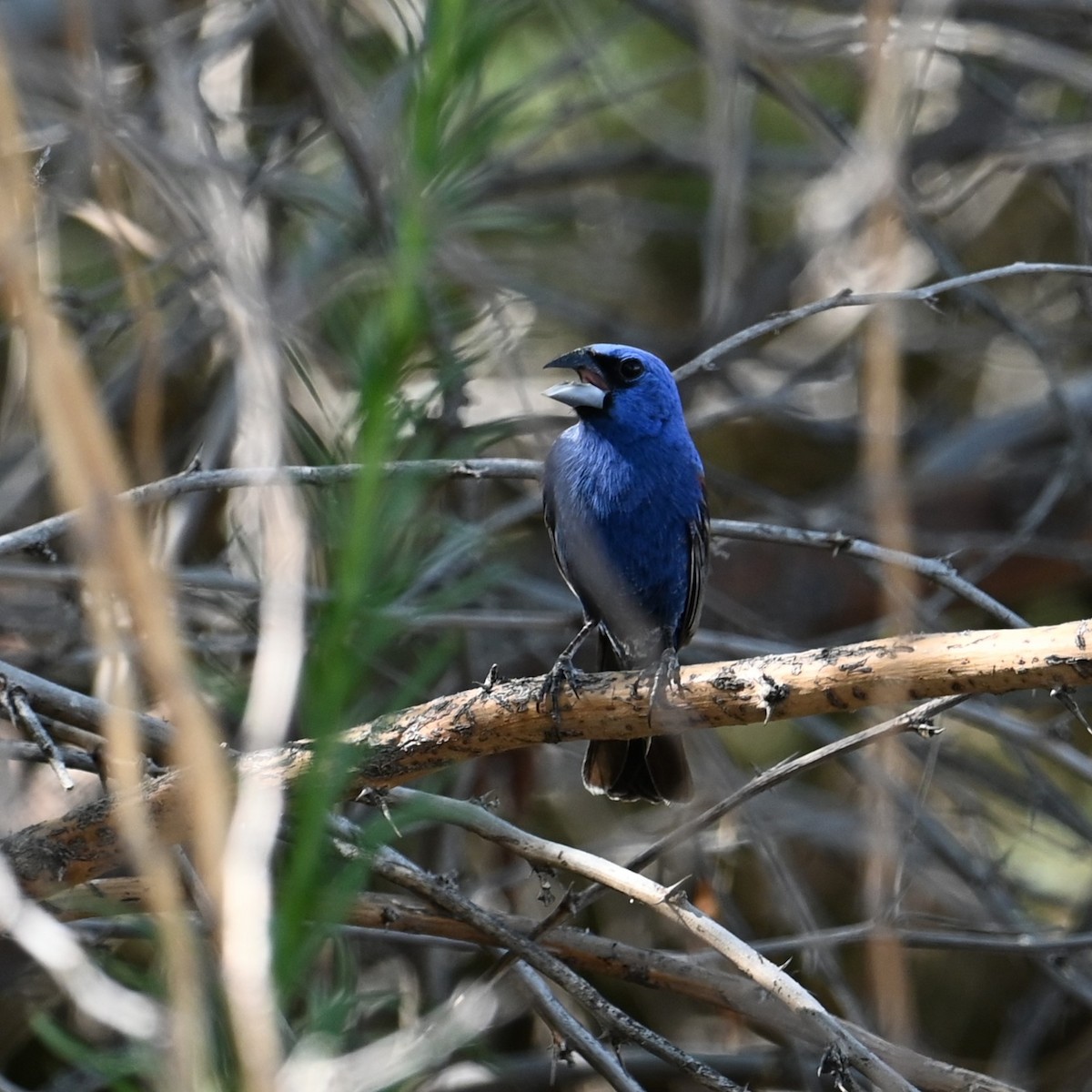 Guiraca bleu - ML622107639