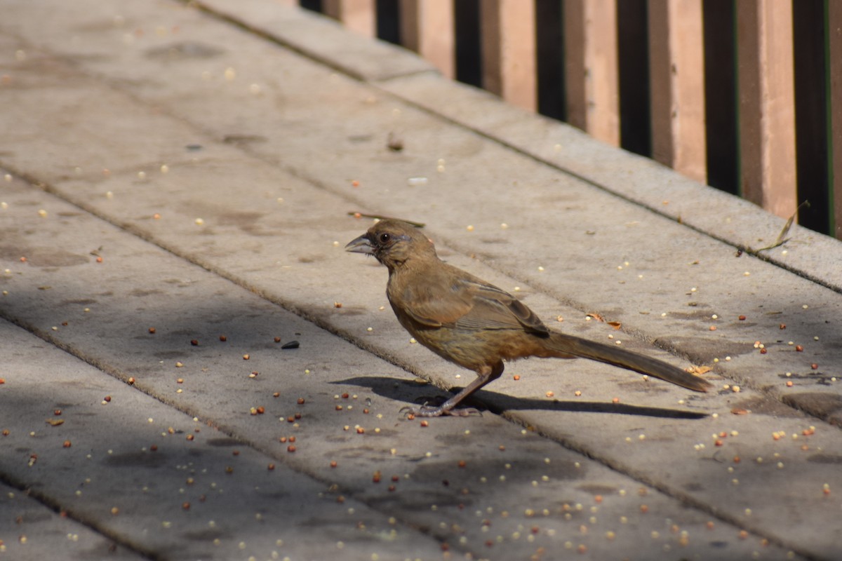 Abert's Towhee - ML622107643