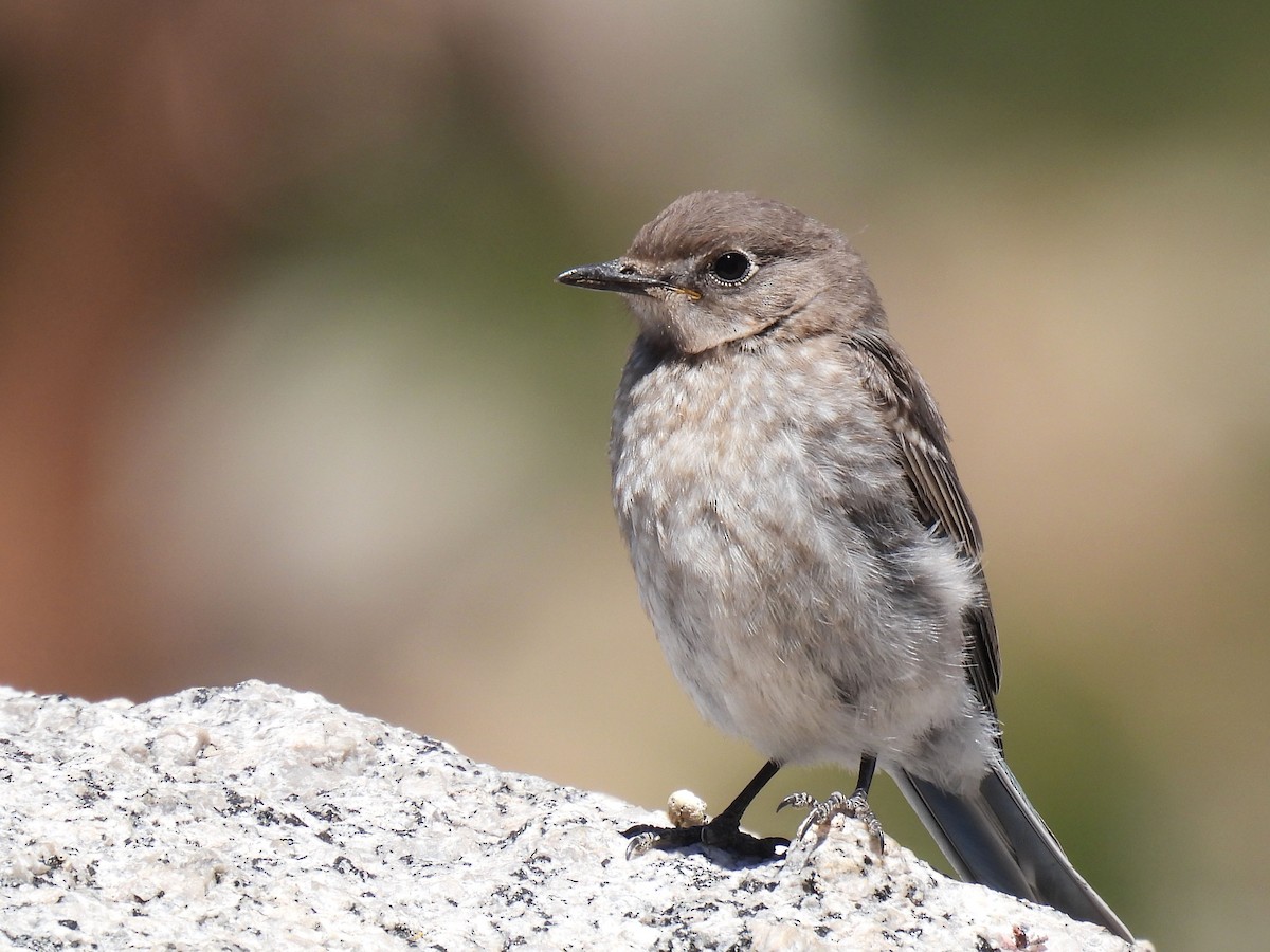 Mountain Bluebird - ML622107645