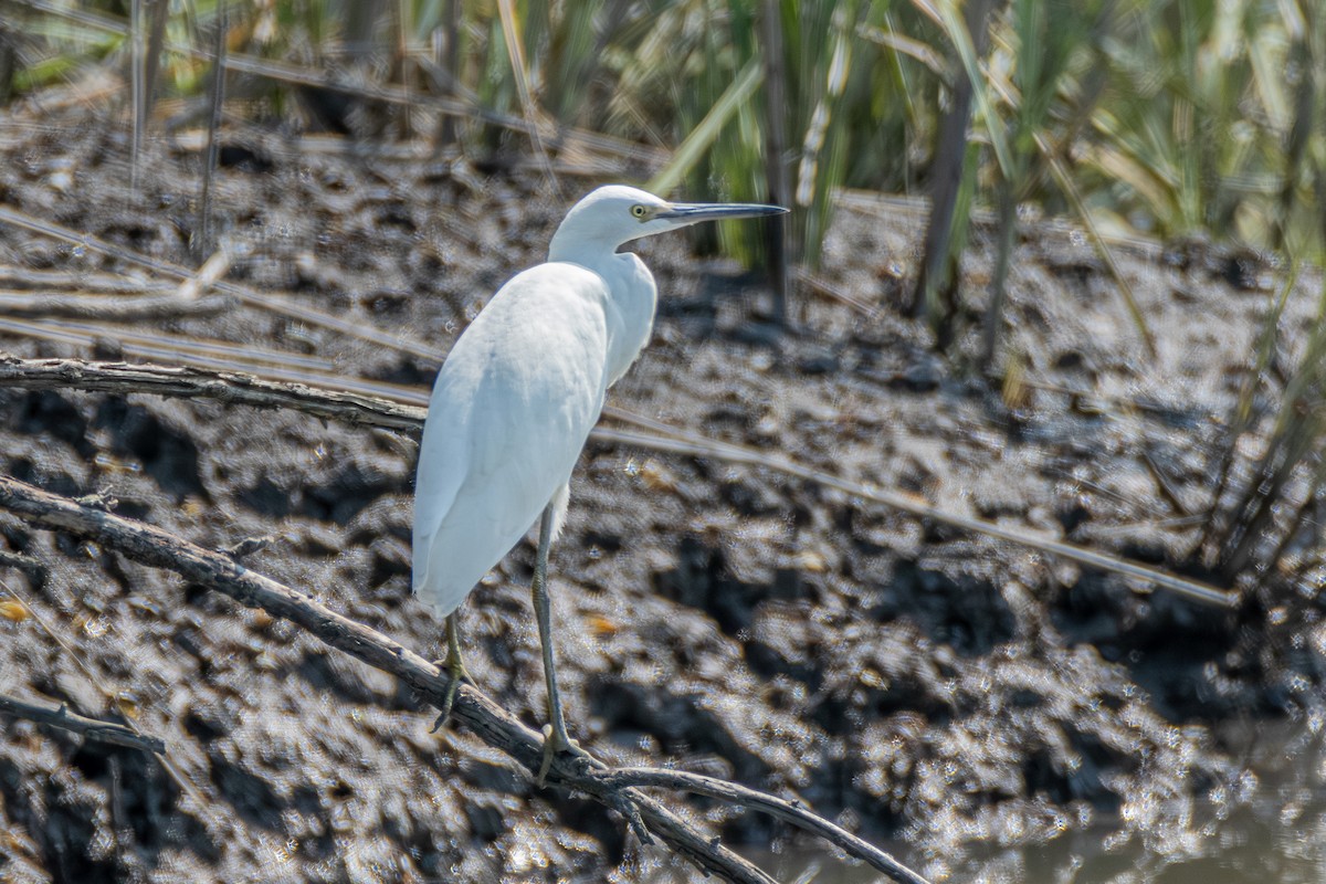 Great Egret - Steven Bruenjes