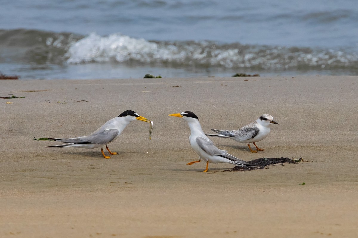 Least Tern - ML622107648