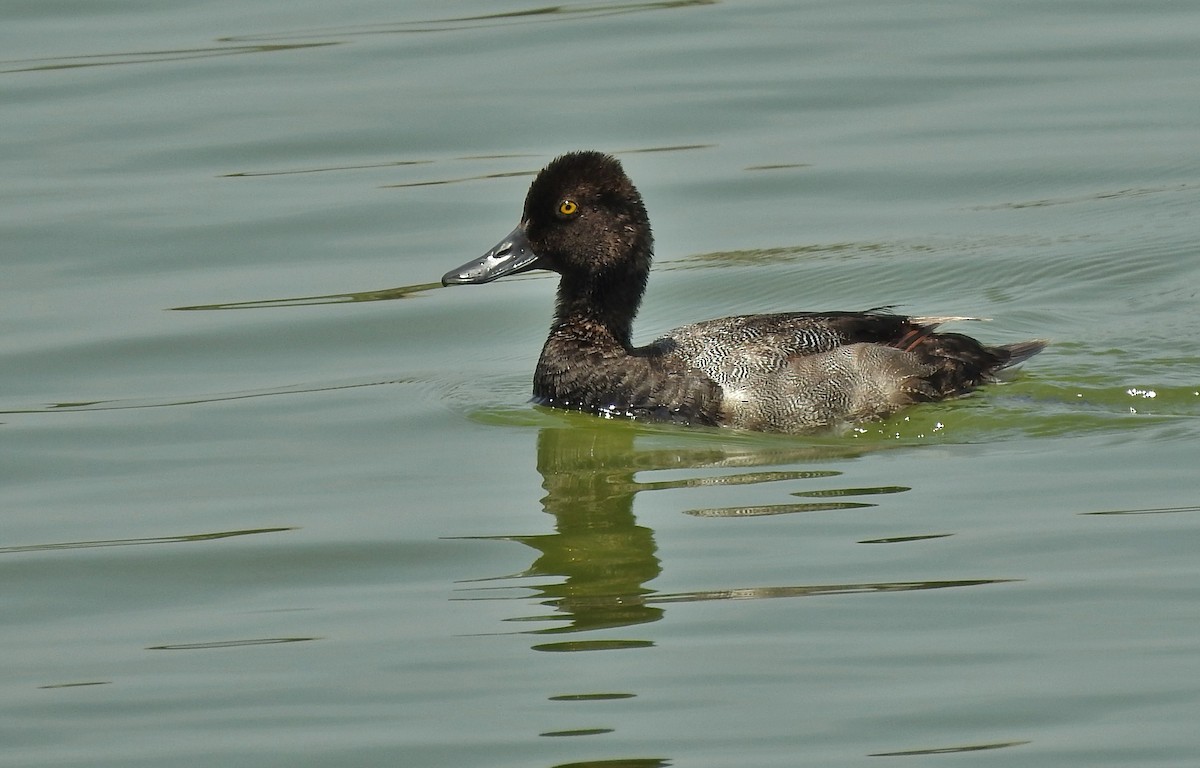 Lesser Scaup - ML622107657