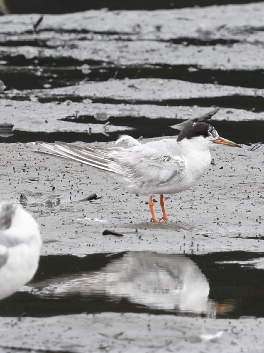 Forster's Tern - ML622107668