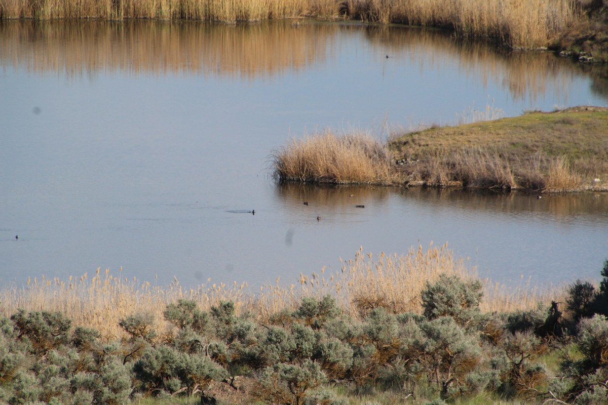 Lesser Scaup - ML622107676