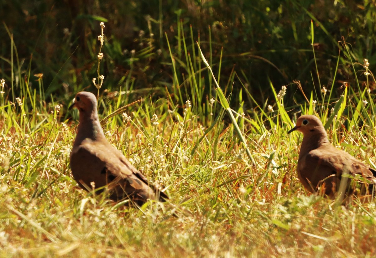 Mourning Dove - ML622107690