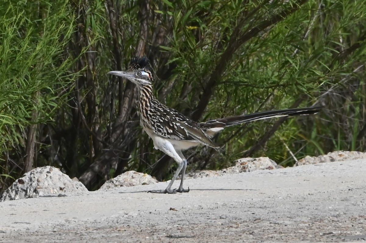 Greater Roadrunner - ML622107693