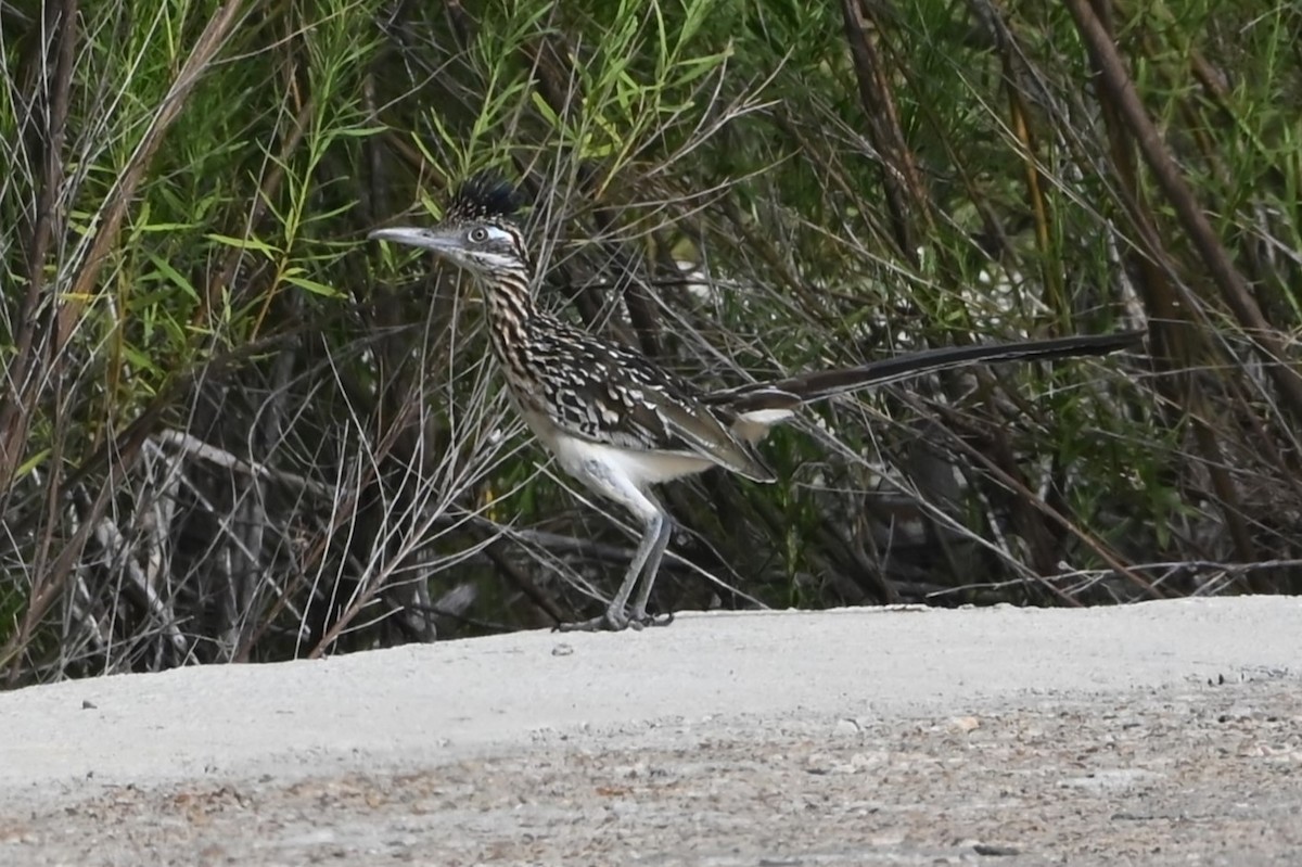 Greater Roadrunner - ML622107694