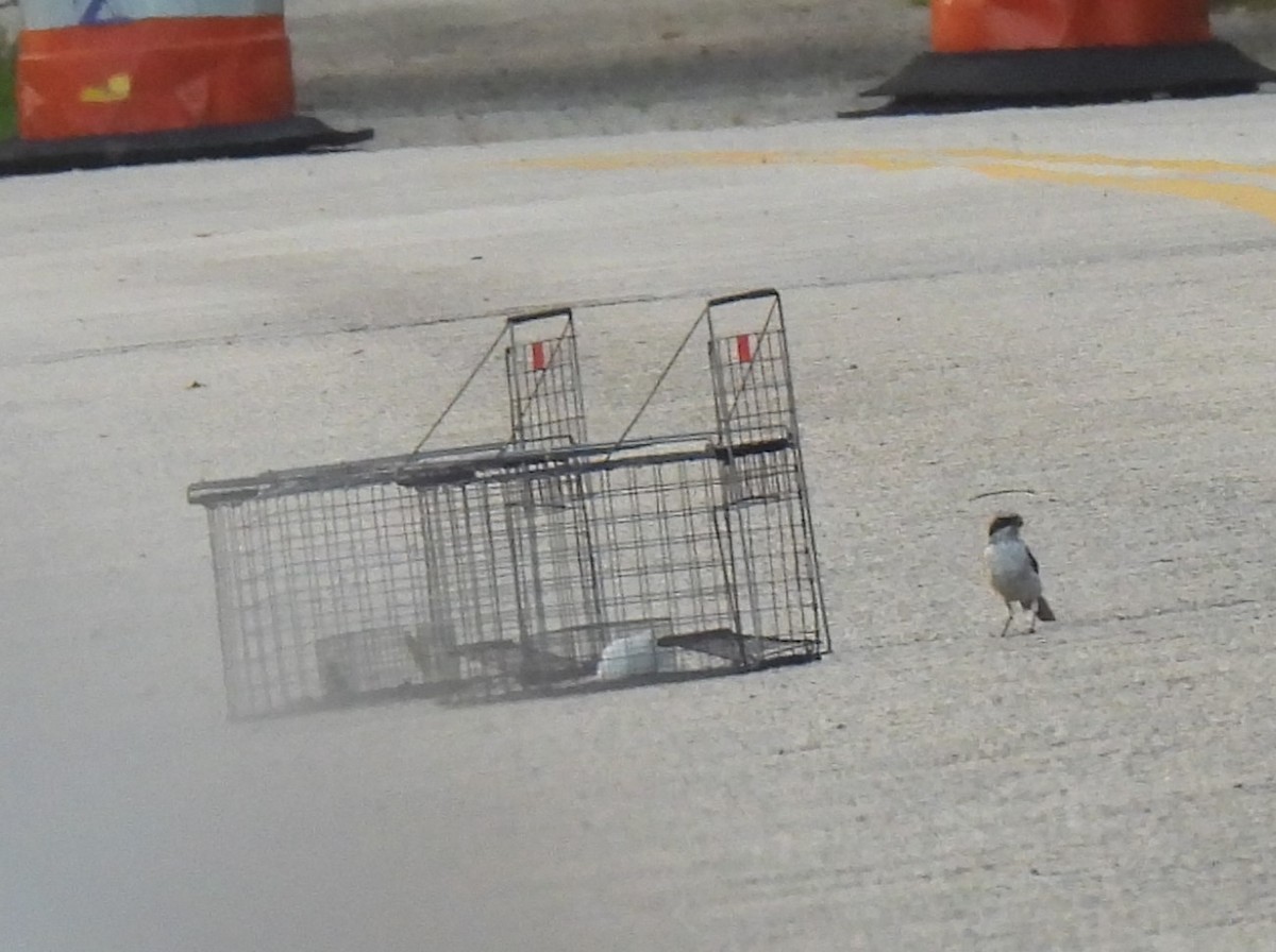 Loggerhead Shrike - ML622107709