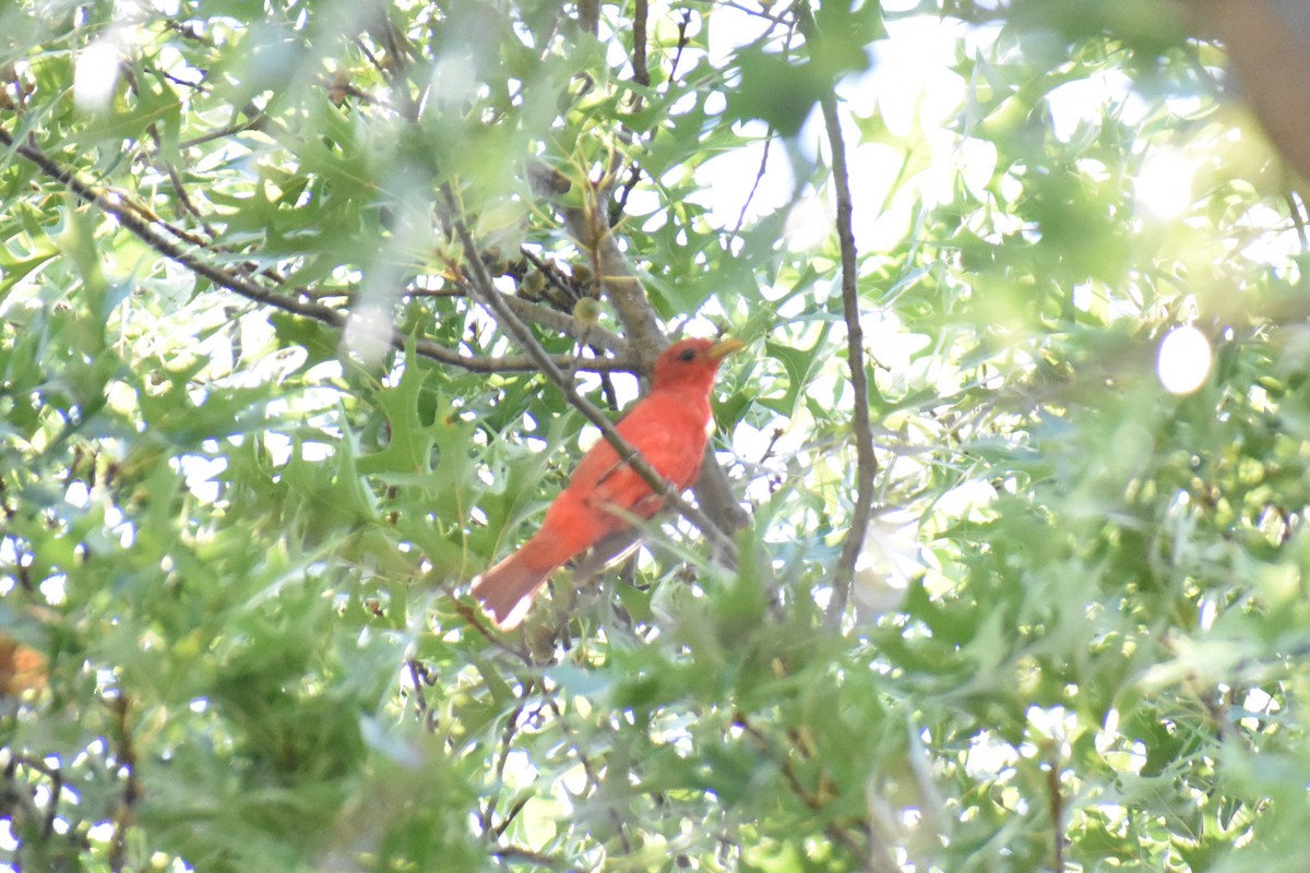 Summer Tanager - ML622107712