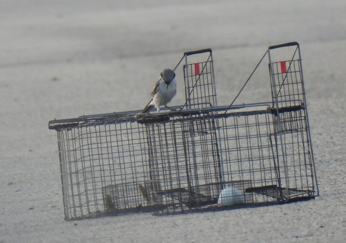 Loggerhead Shrike - ML622107714