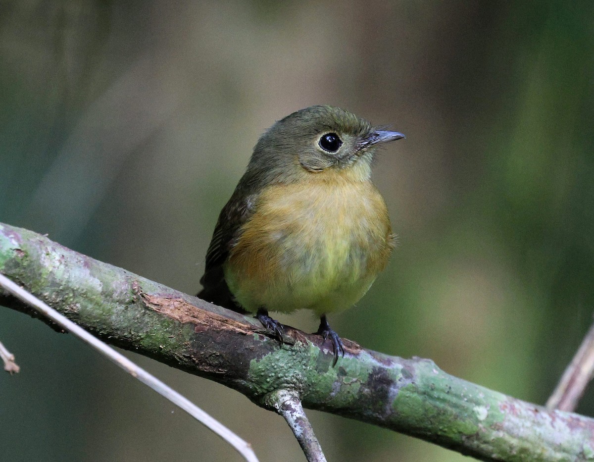 Whiskered Flycatcher - ML622107719