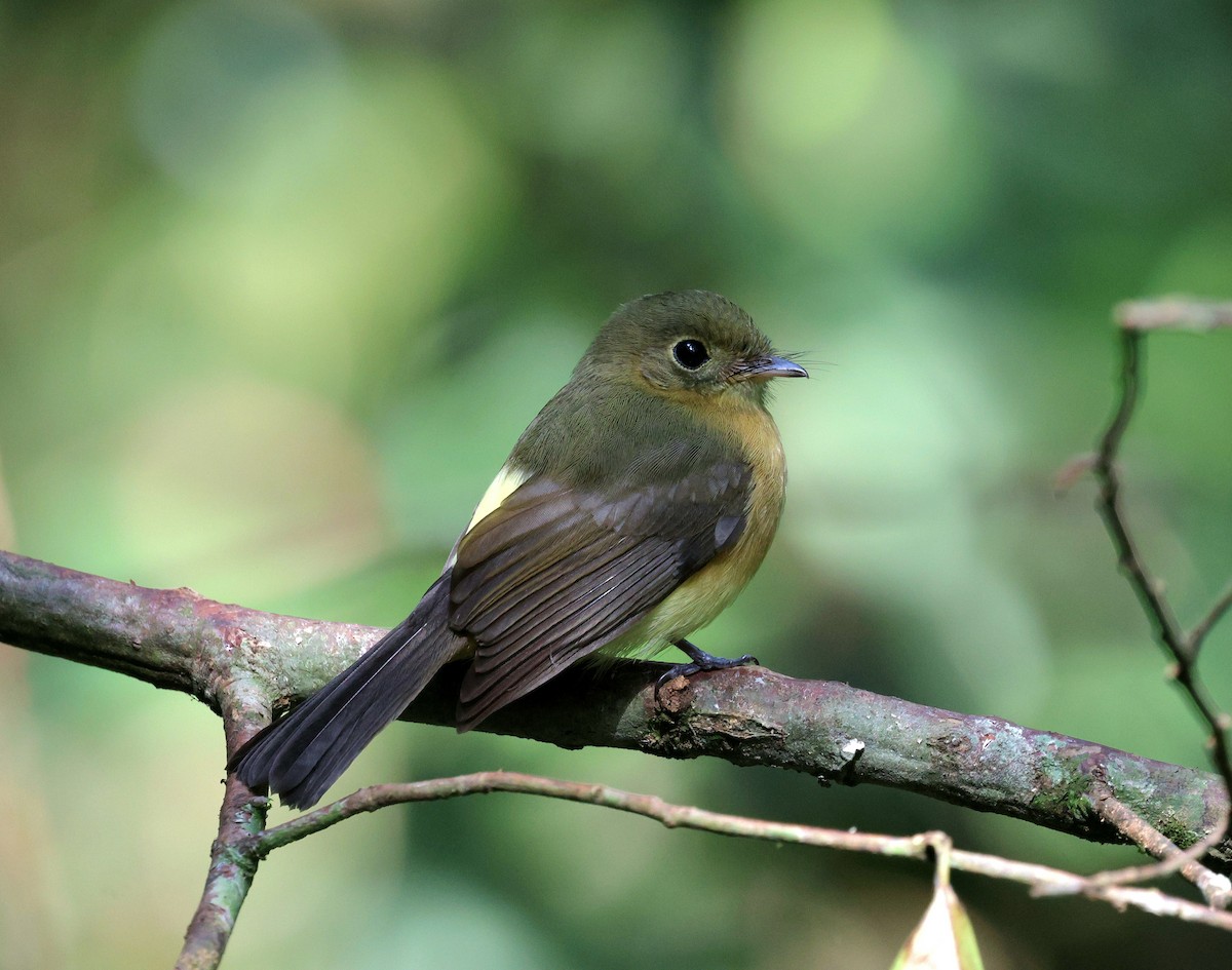 Whiskered Flycatcher - ML622107720