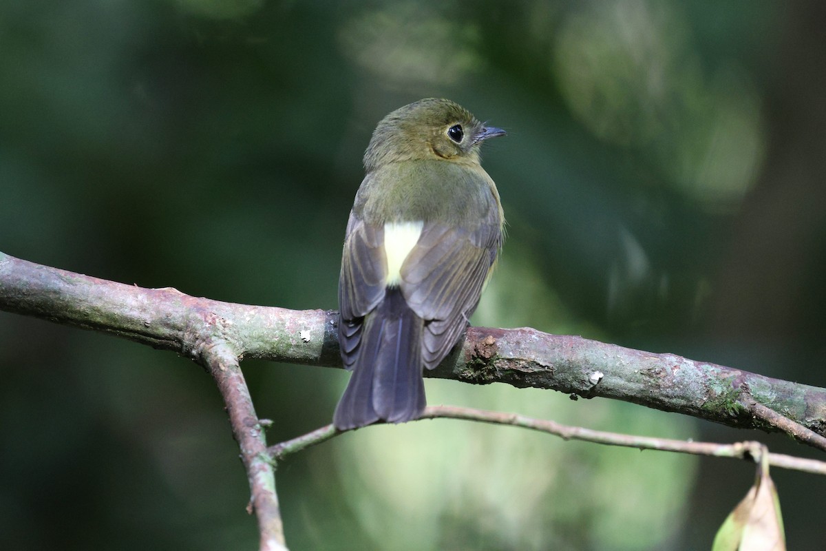 Whiskered Flycatcher - ML622107721