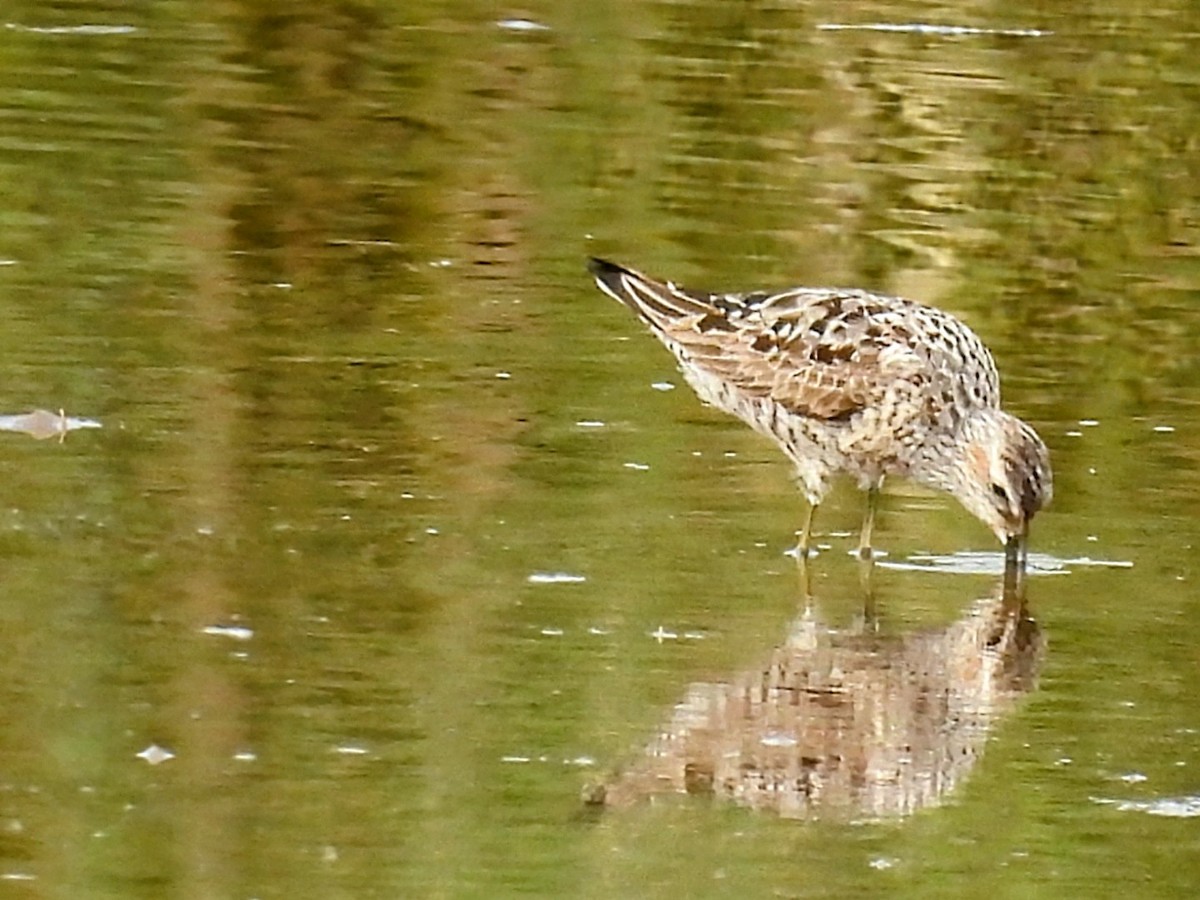 Stilt Sandpiper - ML622107722