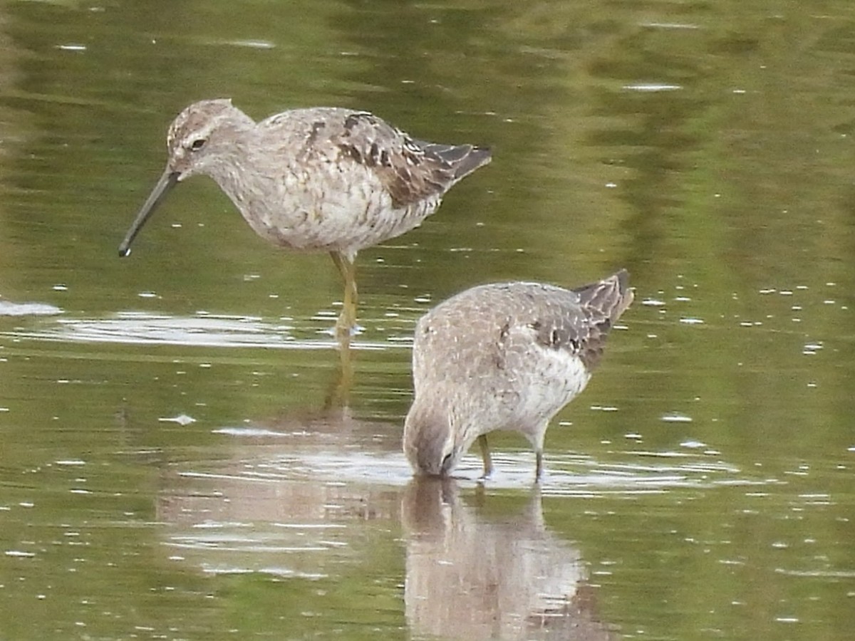 Stilt Sandpiper - ML622107723