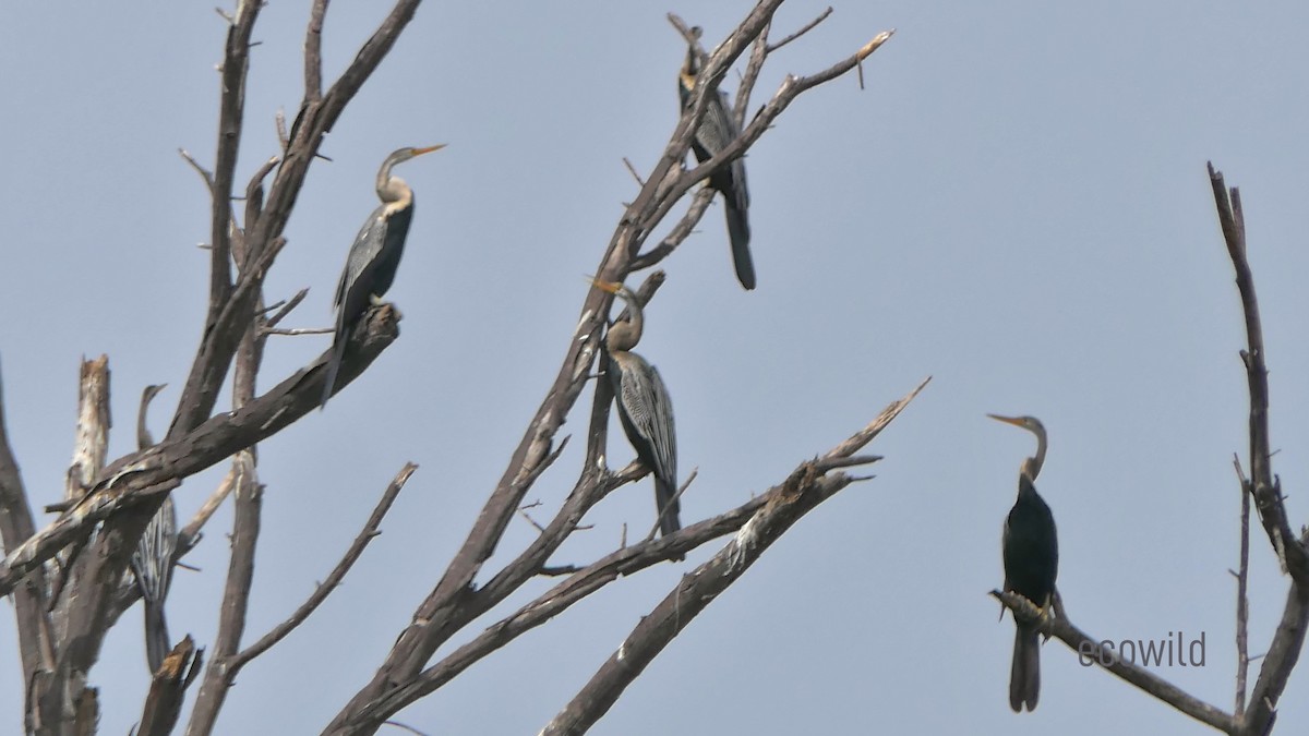 Little Cormorant - ML622107724