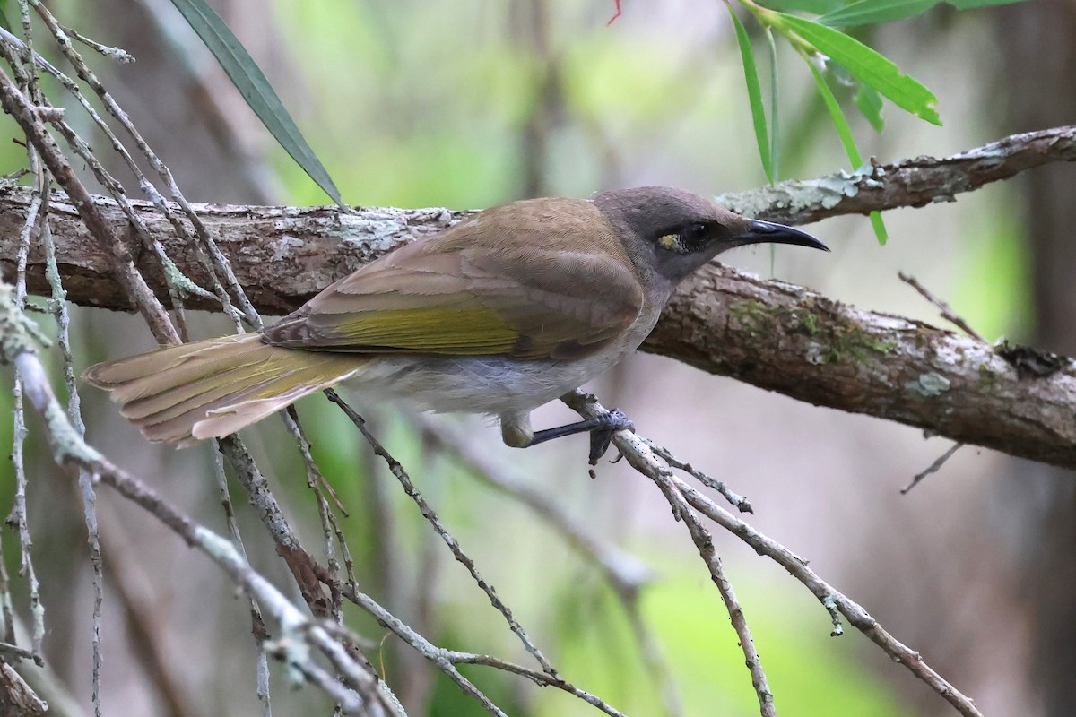 Brown Honeyeater - ML622107725