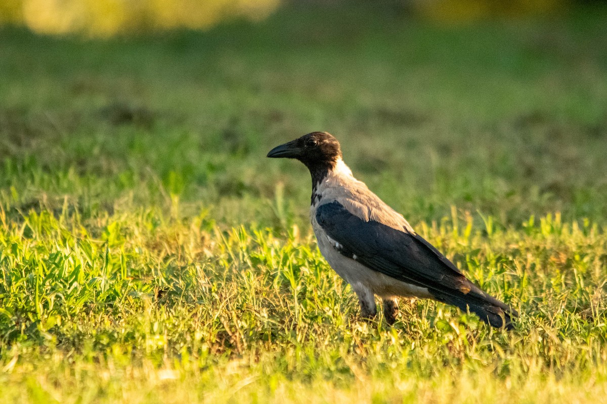 Hooded Crow - ML622107727