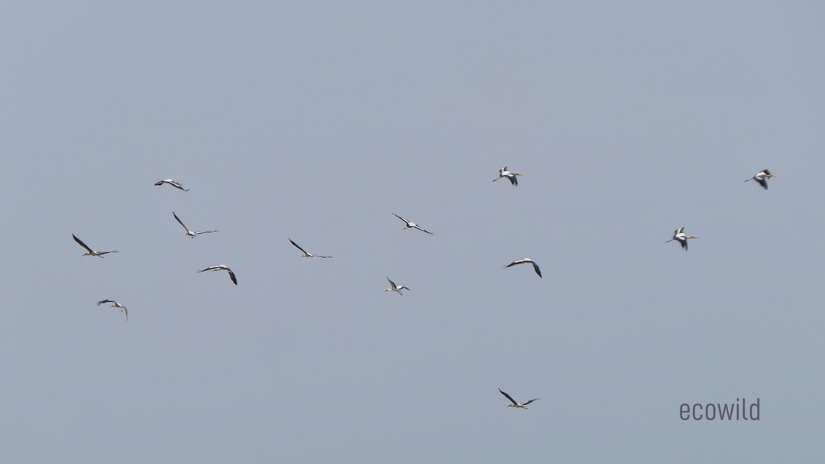 Painted Stork - ML622107728