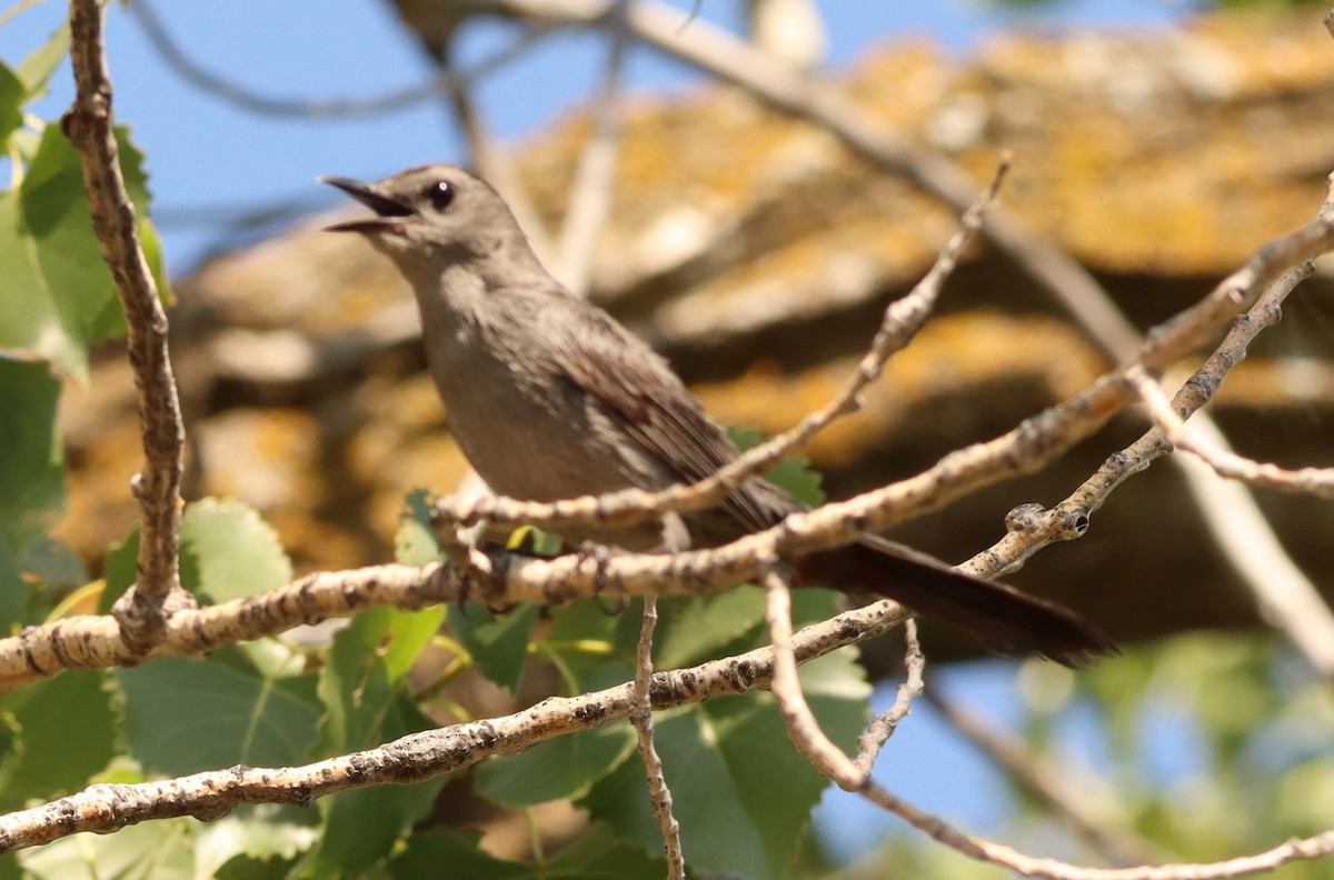 Gray Catbird - ML622107729