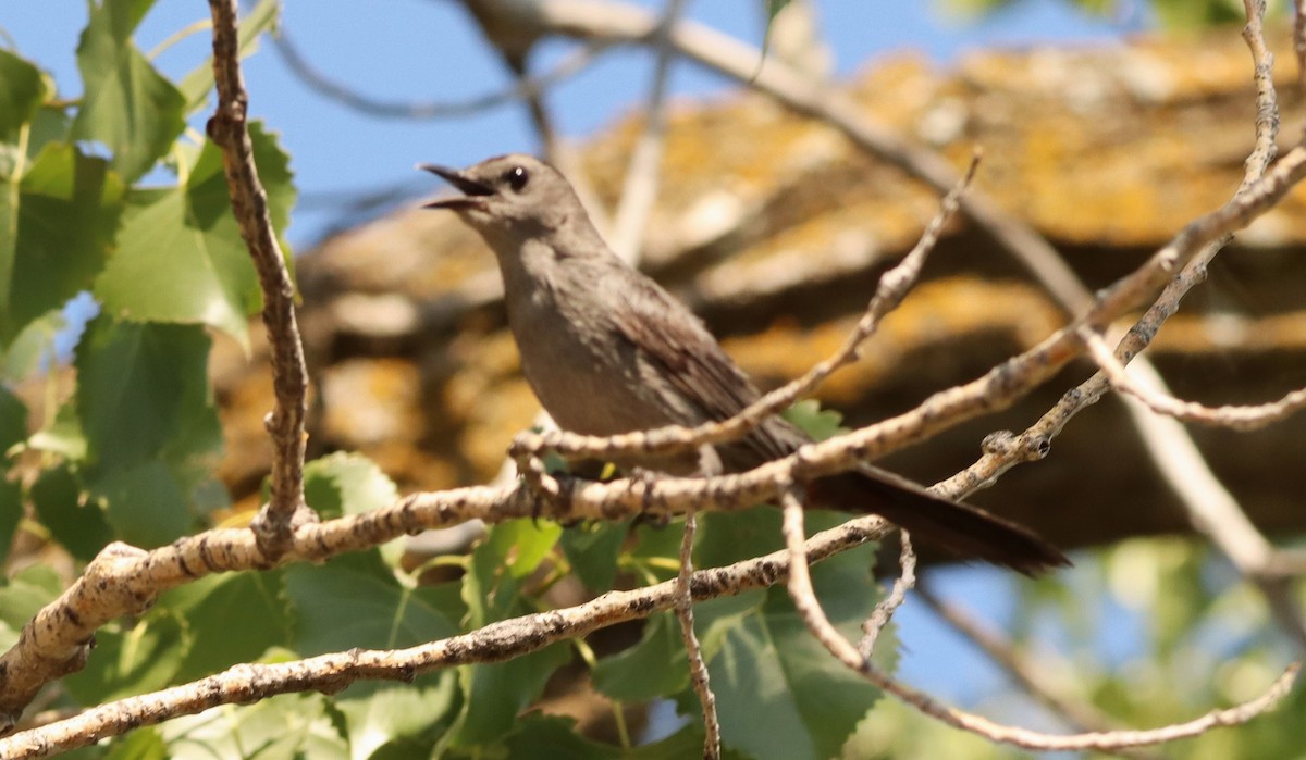 Gray Catbird - ML622107730