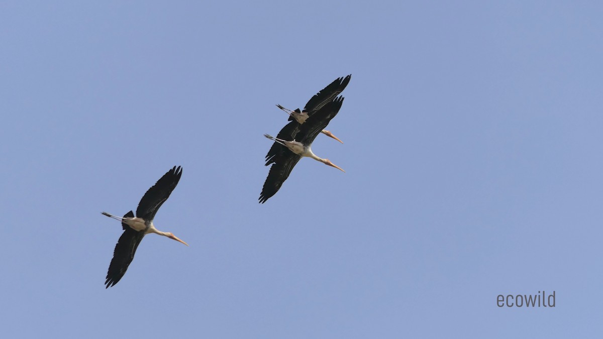 Painted Stork - ML622107731