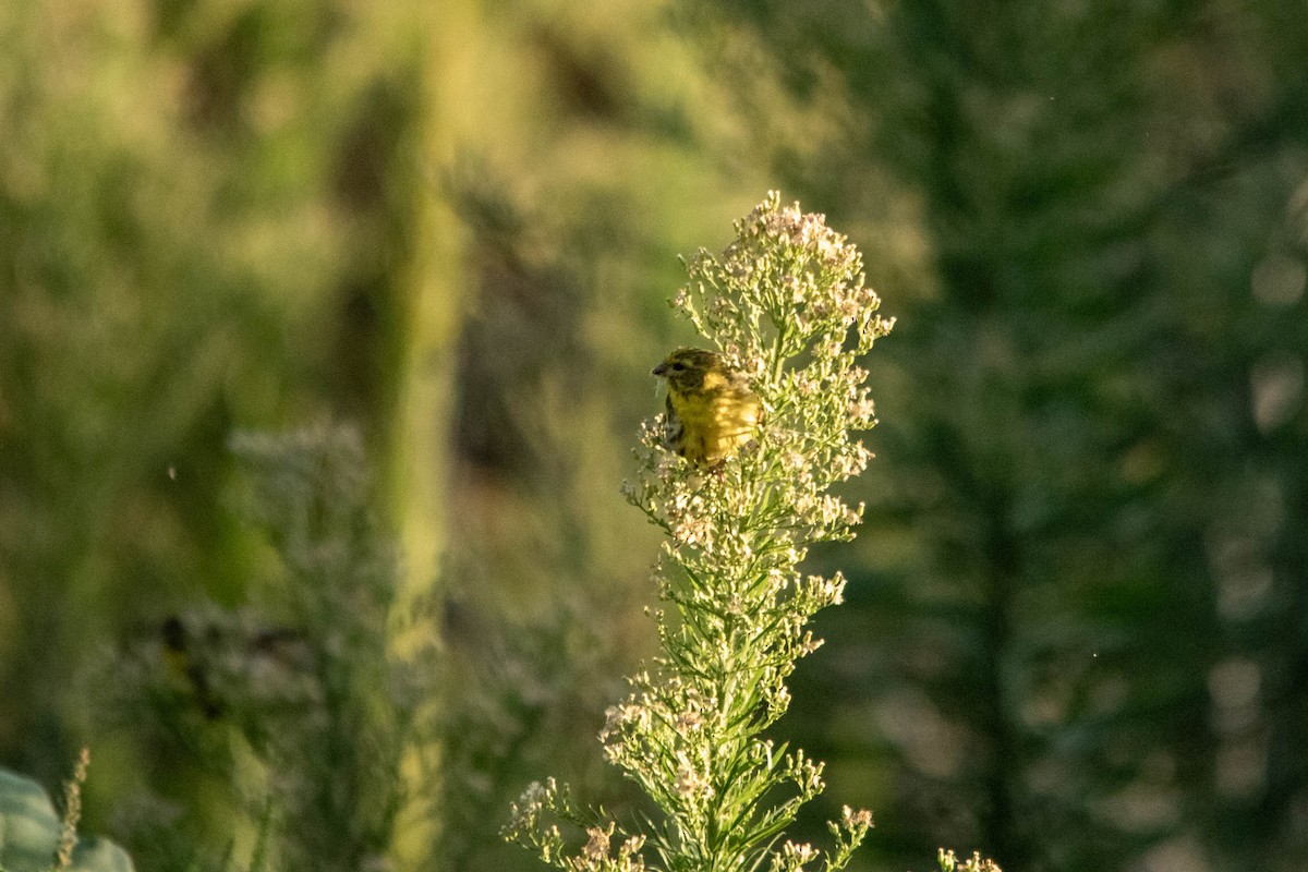 European Serin - ML622107732