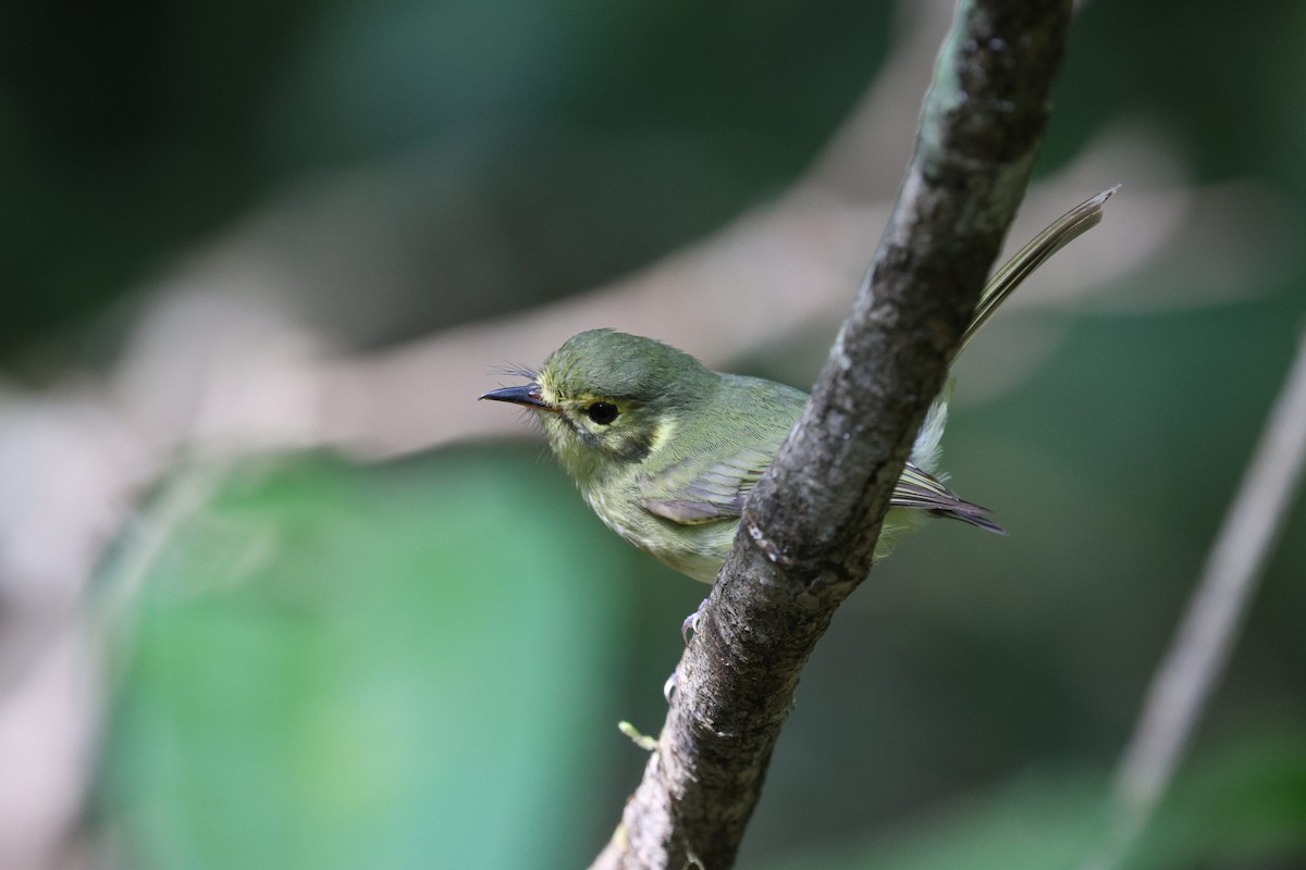 Oustalet's Tyrannulet - ML622107733