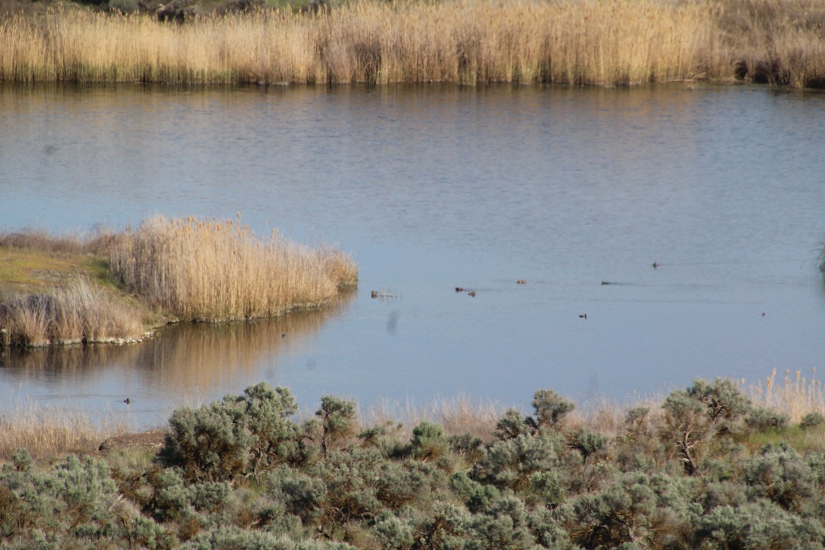 American Coot - ML622107734