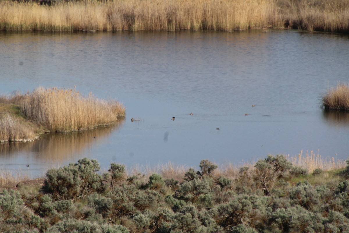 American Coot - ML622107735