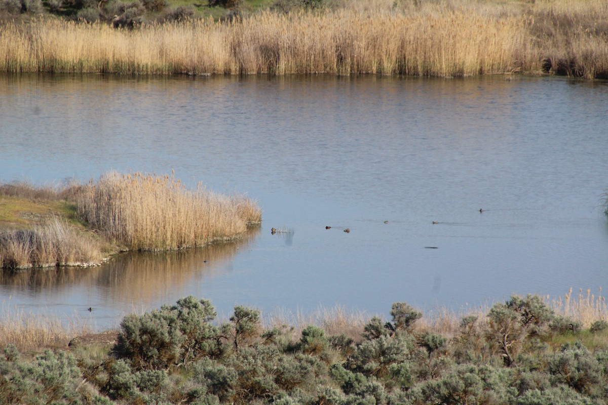 American Coot - ML622107736