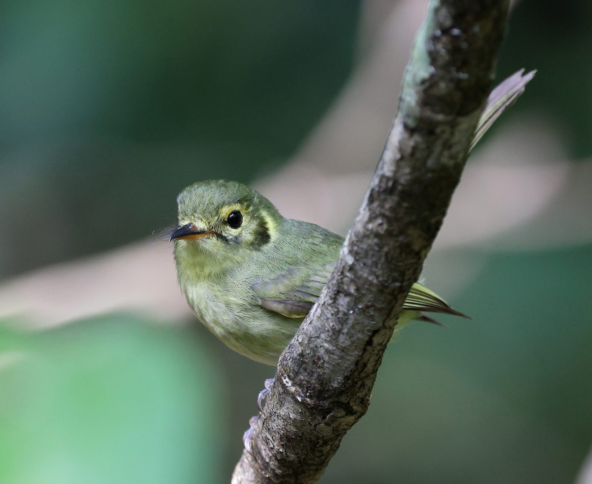 Oustalet's Tyrannulet - ML622107737