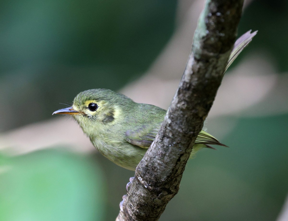 Oustalet's Tyrannulet - ML622107738