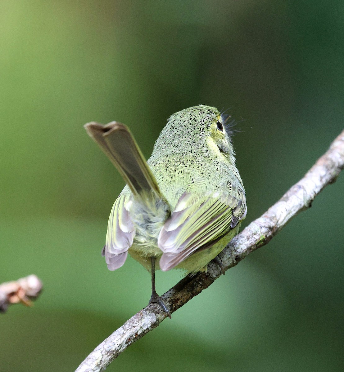 Oustalet's Tyrannulet - ML622107739