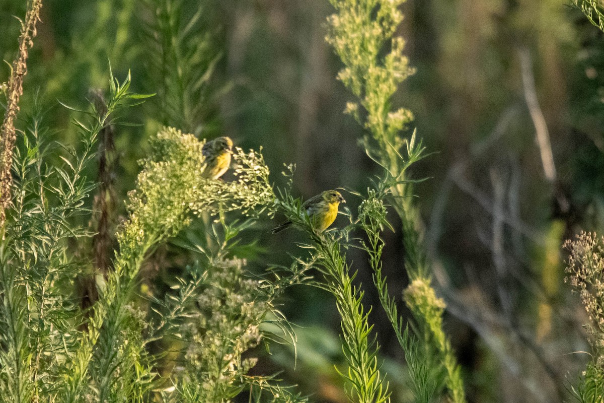 European Serin - ML622107740