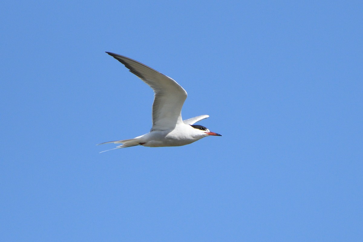 Common Tern - Alexandre Terrigeol