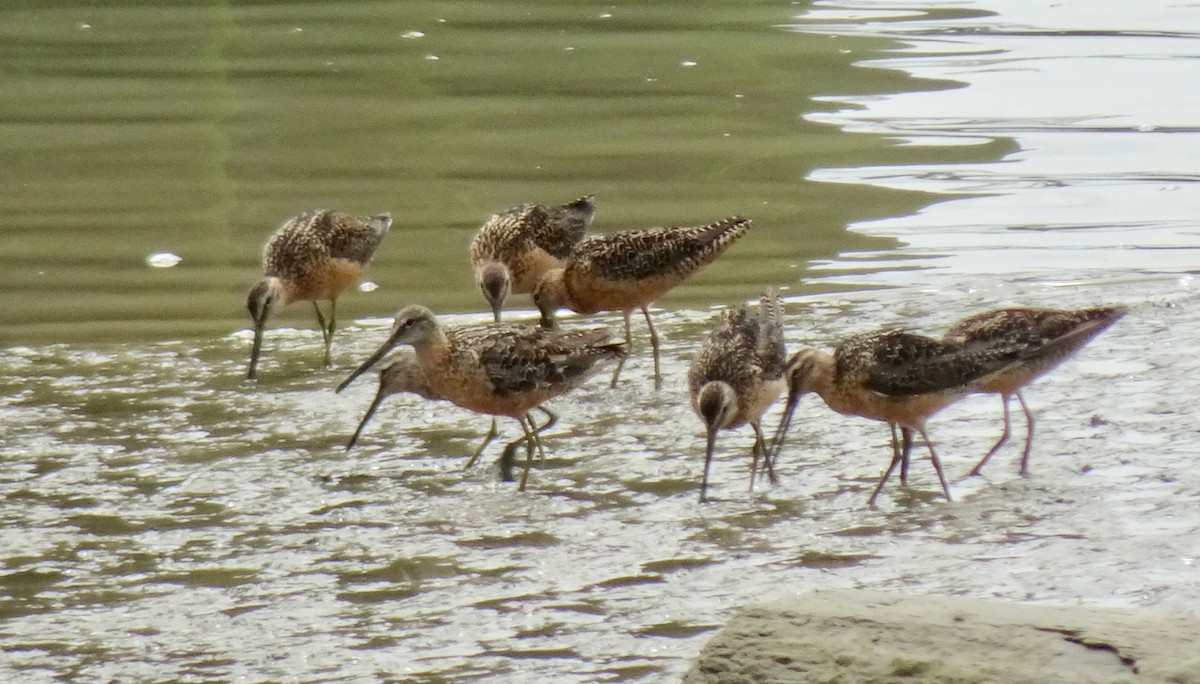 Long-billed Dowitcher - ML622107744
