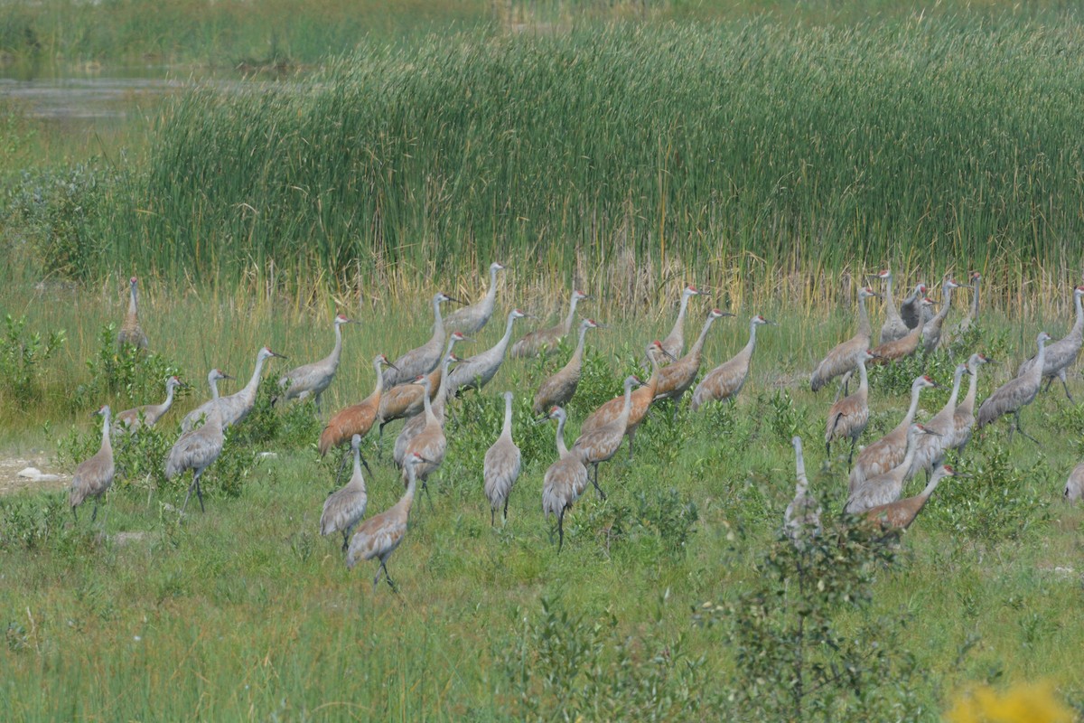 Sandhill Crane - Dany Benoit