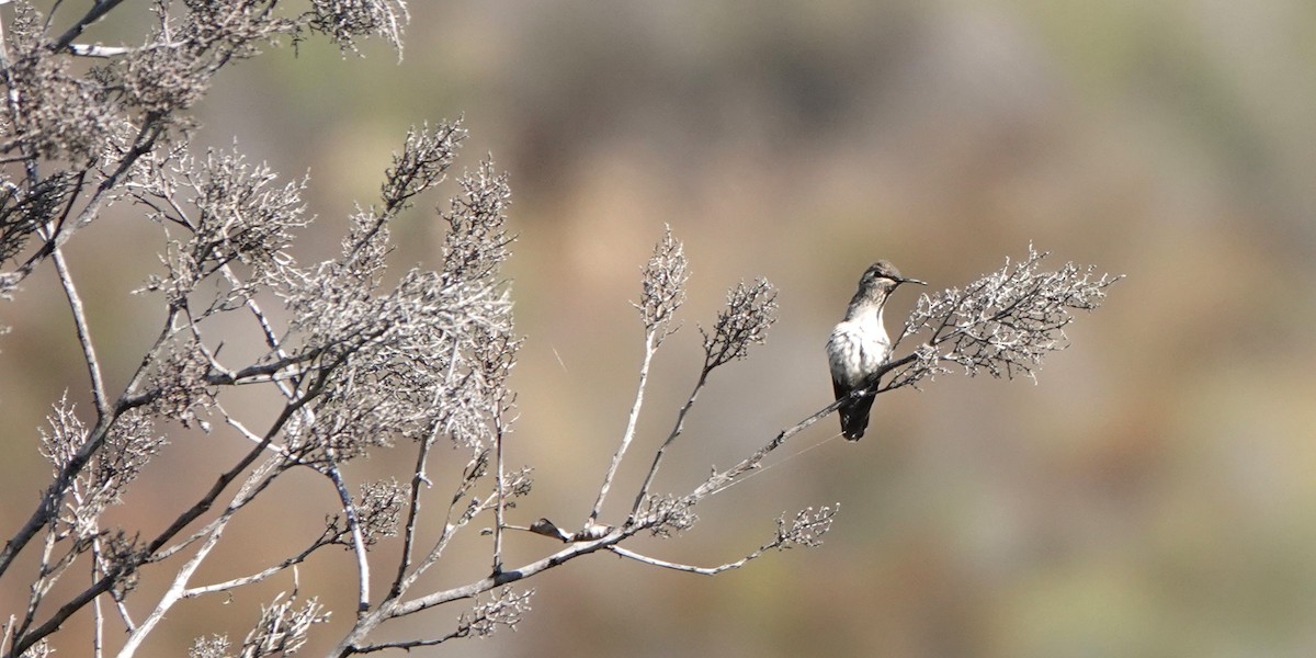 Black-chinned Hummingbird - ML622107771