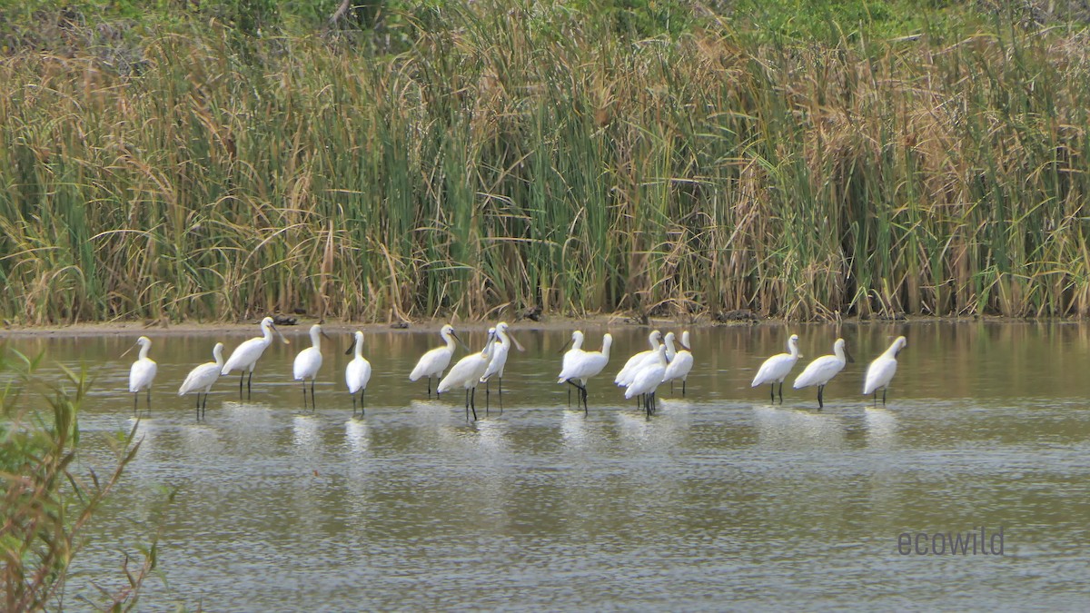 Eurasian Spoonbill - ML622107772