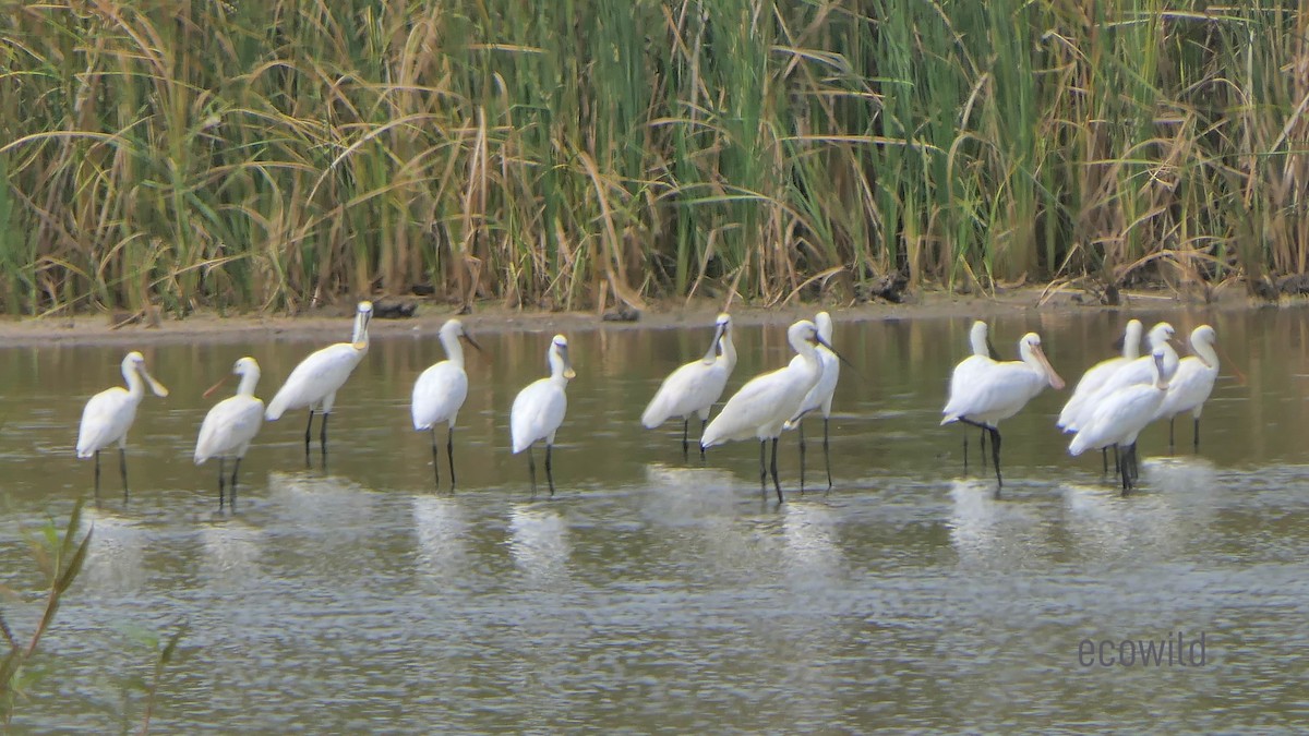 Eurasian Spoonbill - ML622107776