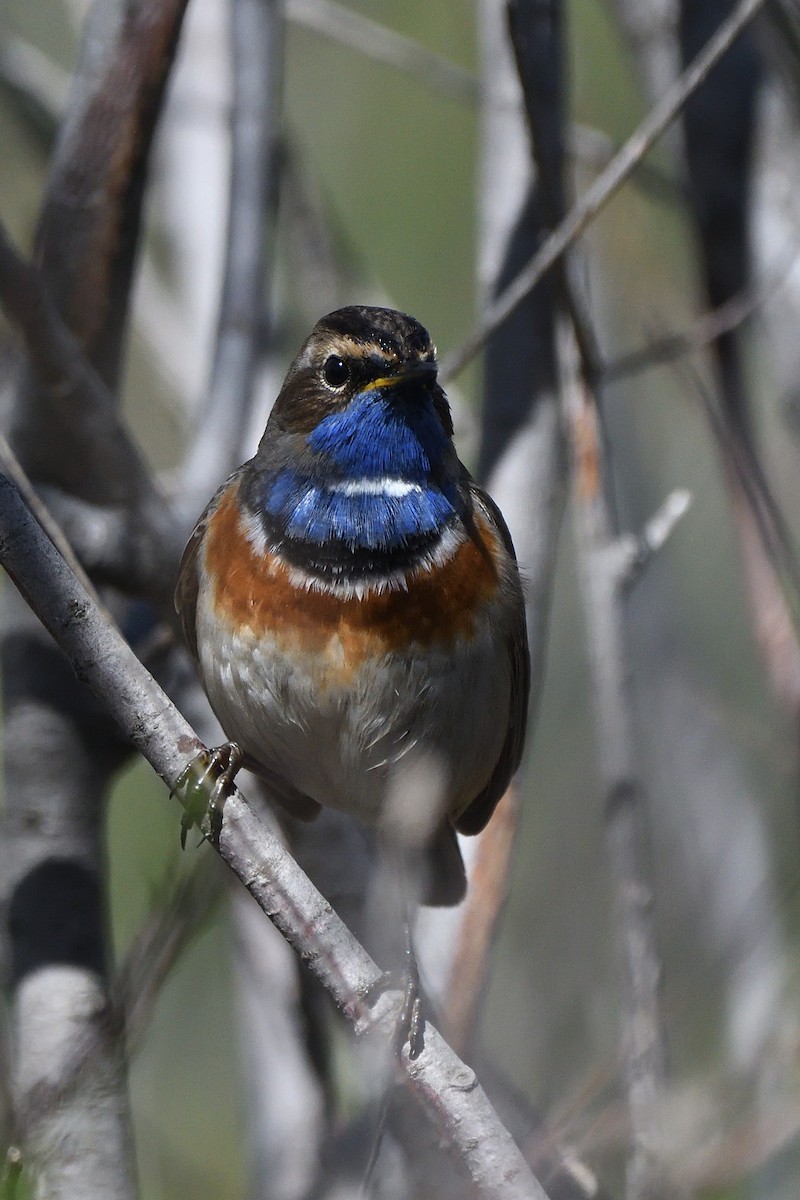 Bluethroat (White-spotted) - ML622107777